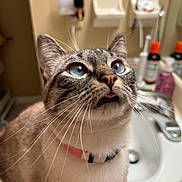 Taro joined the competition — help win amazing prizes! animal, bathroom, blue_eyes, cat, close_up, collar, curious, cute, domestic_cat, feline, fur, household, indoor, mammal, pet, portrait, sink, toiletries, tongue_out, whiskers