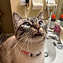 animal, bathroom, blue_eyes, cat, close_up, collar, curious, cute, domestic_cat, feline, fur, household, indoor, mammal, pet, portrait, sink, toiletries, tongue_out, whiskers