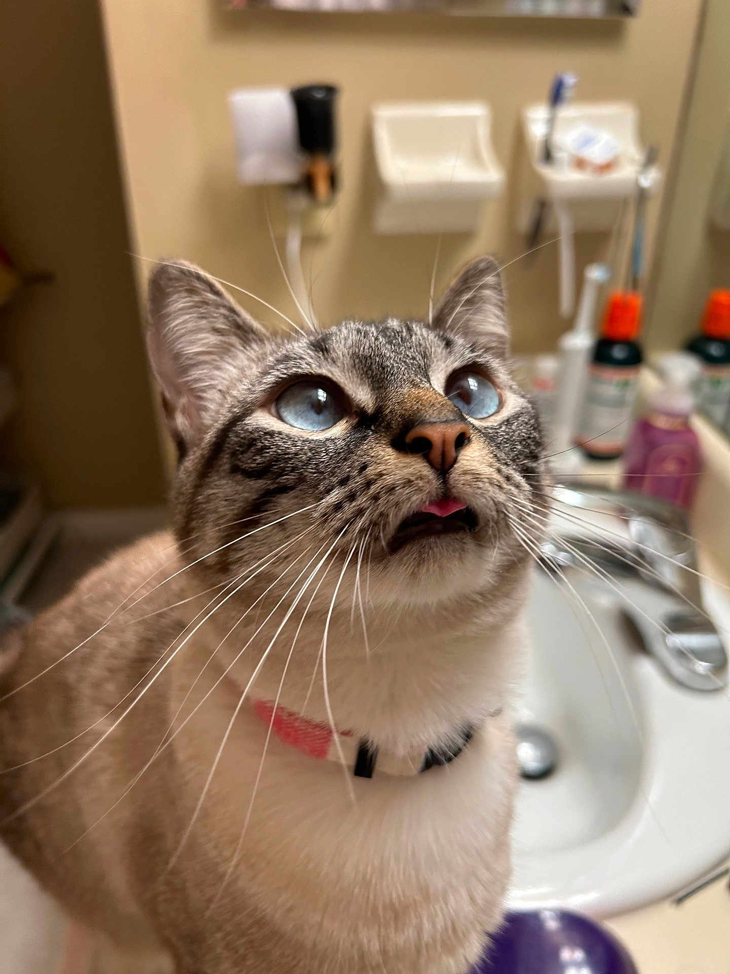 Taro
