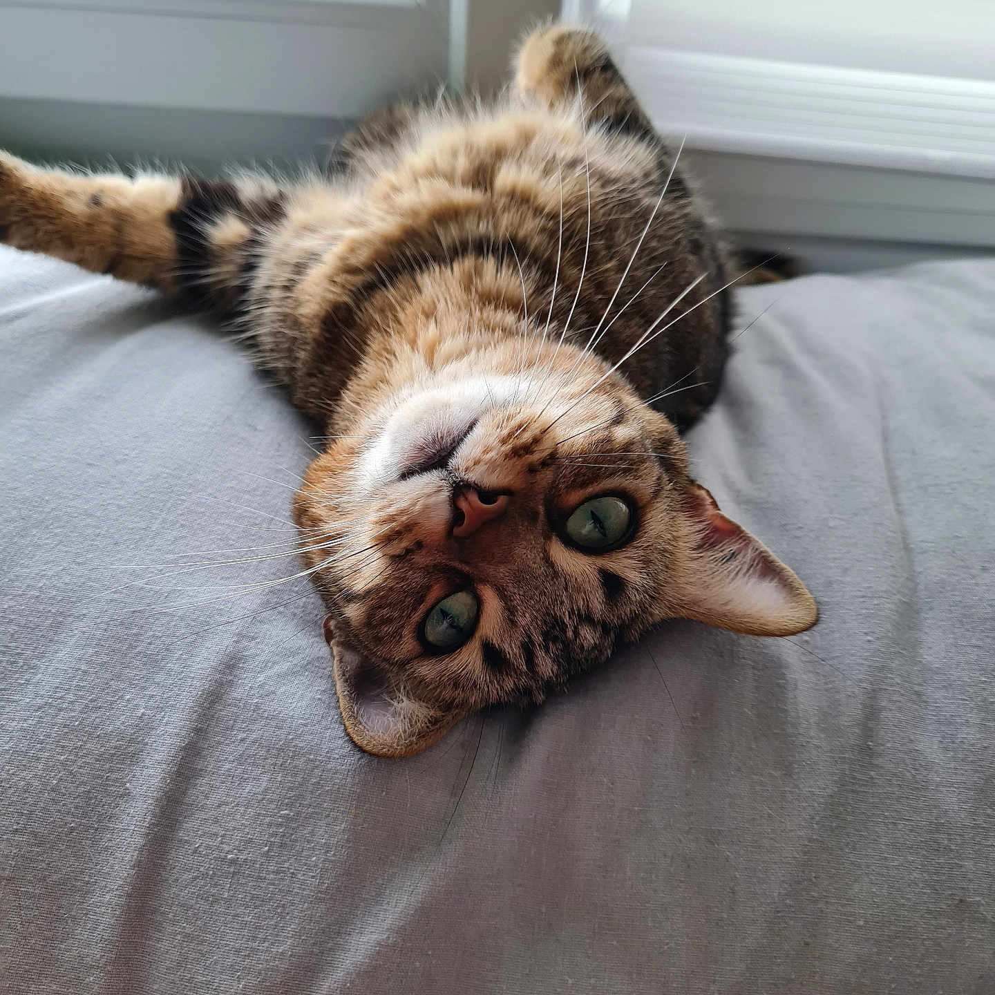 Uma