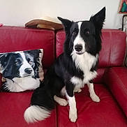 Ulysse a rejoint le concours — aidez-le/la à gagner de superbes lots ! dog, border_collie, couch, pillow, red_leather, pet, indoor, fur, tail, ears, sitting, animal, home, living_room, cute, black_and_white, portrait, companion, relaxing, decor