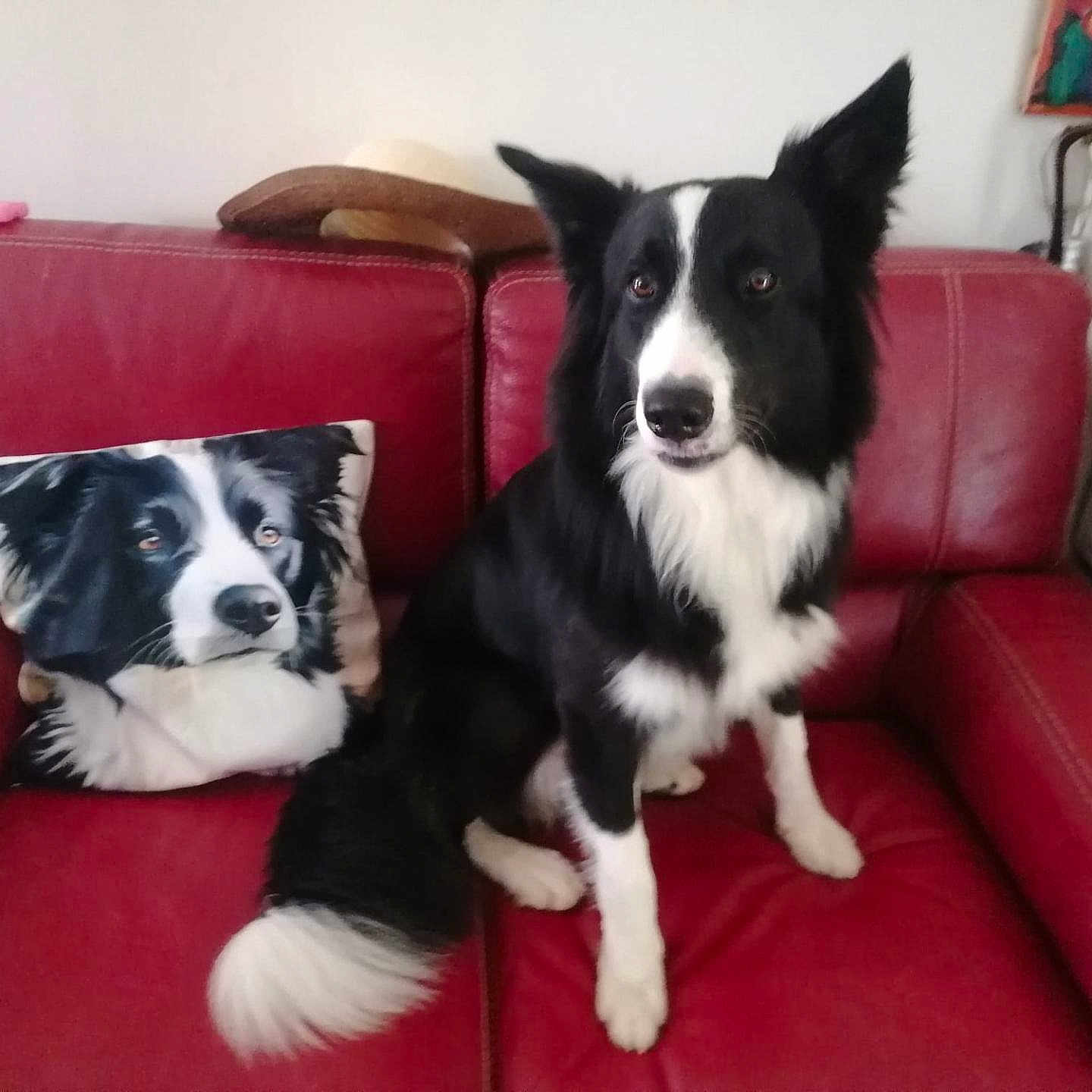 Ulysse a rejoint le concours — aidez-le/la à gagner de superbes lots ! animal, black_and_white, border_collie, companion, couch, cute, decor, dog, ears, fur, home, indoor, living_room, pet, pillow, portrait, red_leather, relaxing, sitting, tail