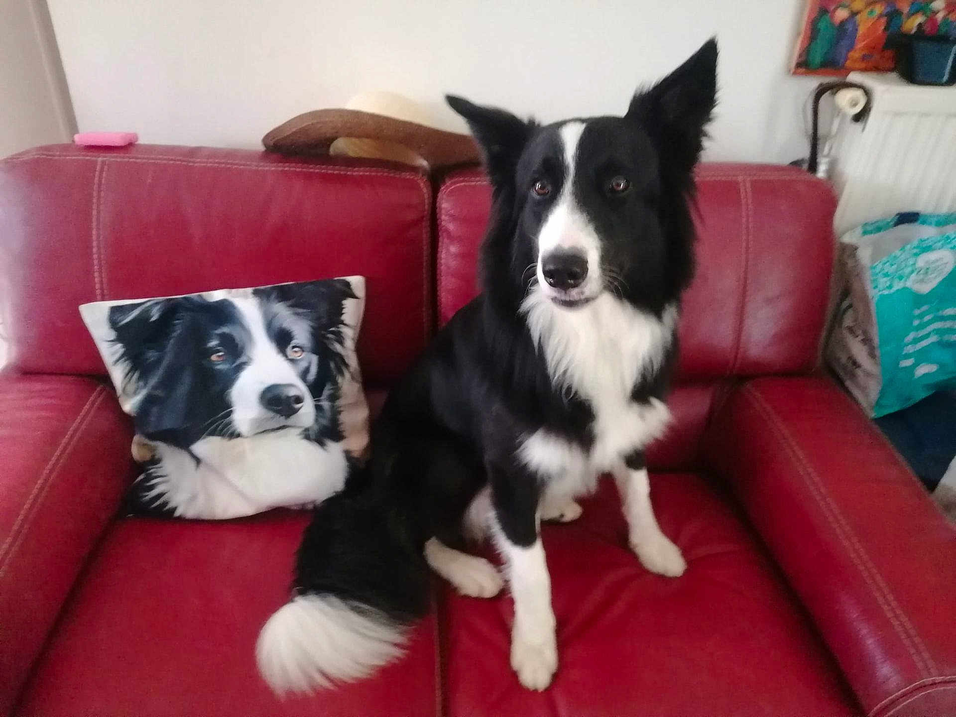 Ulysse a rejoint le concours — aidez-le/la à gagner de superbes lots ! dog, border_collie, couch, pillow, red_leather, pet, indoor, fur, tail, ears, sitting, animal, home, living_room, cute, black_and_white, portrait, companion, relaxing, decor