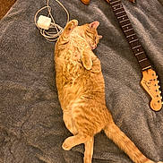 Frank joined the competition — help win amazing prizes! blanket, carpet, cat, charger, cord, cozy, electric_guitar, fender_guitar, fur, indoor, music_instrument, orange_tabby, paw, pet, relaxed, resting, sleeping, soft_texture, tail, wood