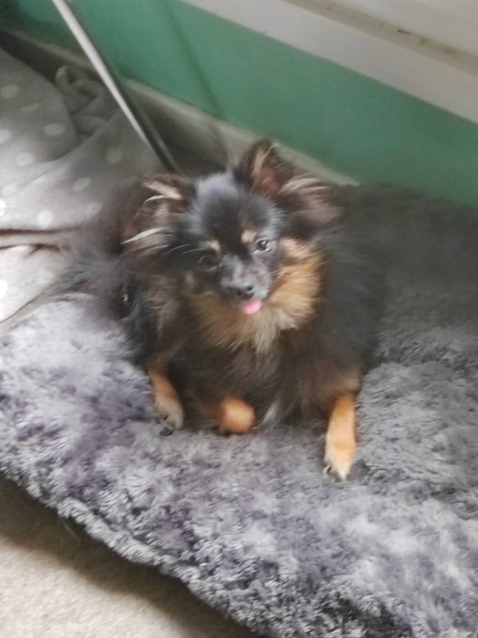 Tiny participe au concours pour gagner de l'argent avec cette photo : canidae, carnivore, companion_dog, corgi_chihuahua, dog, dog_breed, dog_supply, fawn, fur, liver, paw, pomeranian, puppy, snout, sporting_group, terrestrial_animal, toy_dog, whiskers, working_animal, working_dog