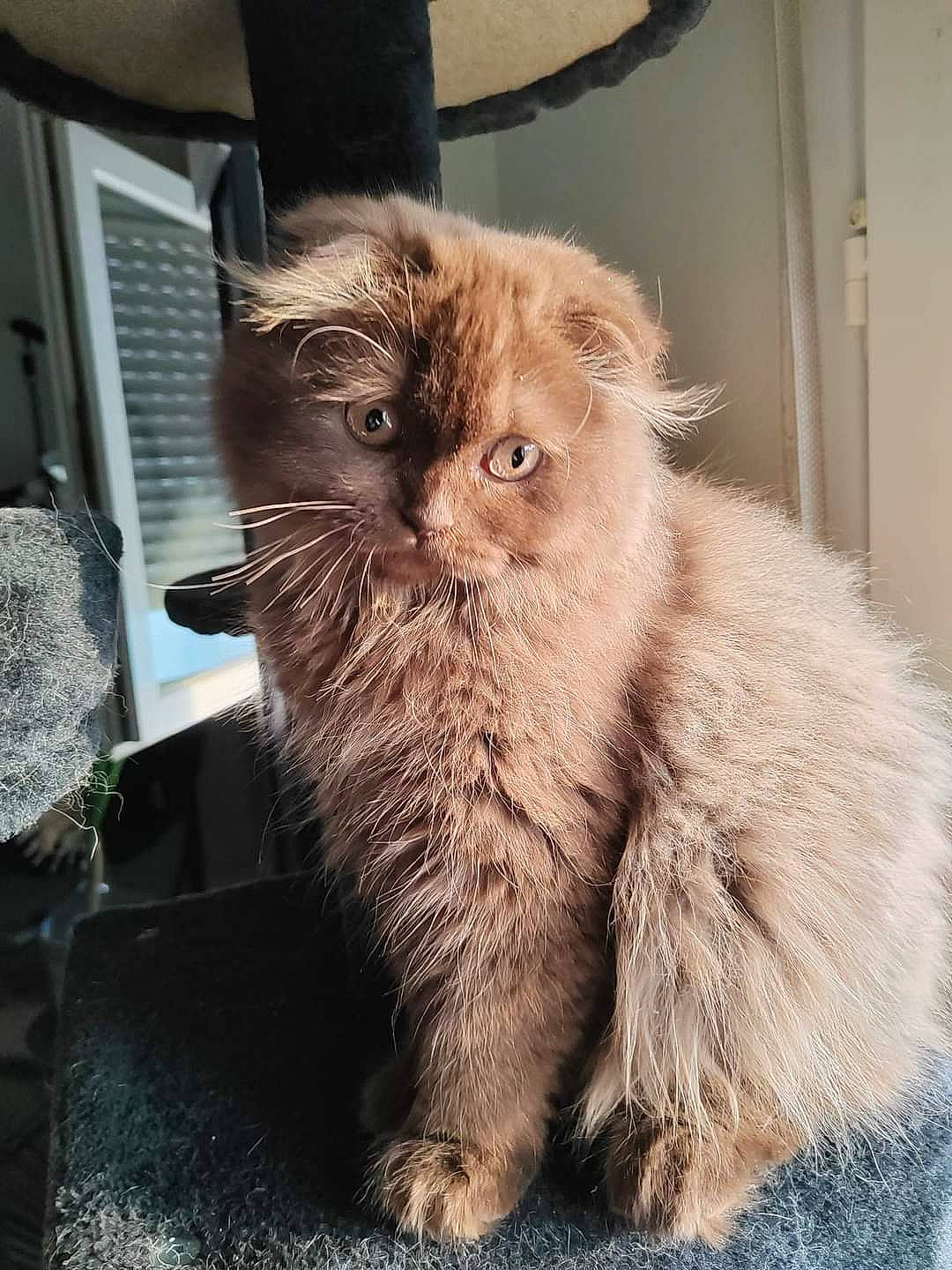 Uleen participe au concours pour gagner de l'argent avec cette photo : british_longhair, carnivore, cat, claw, door, fawn, felidae, fur, small_to_medium_sized_cats, snout, tail, terrestrial_animal, whiskers, window