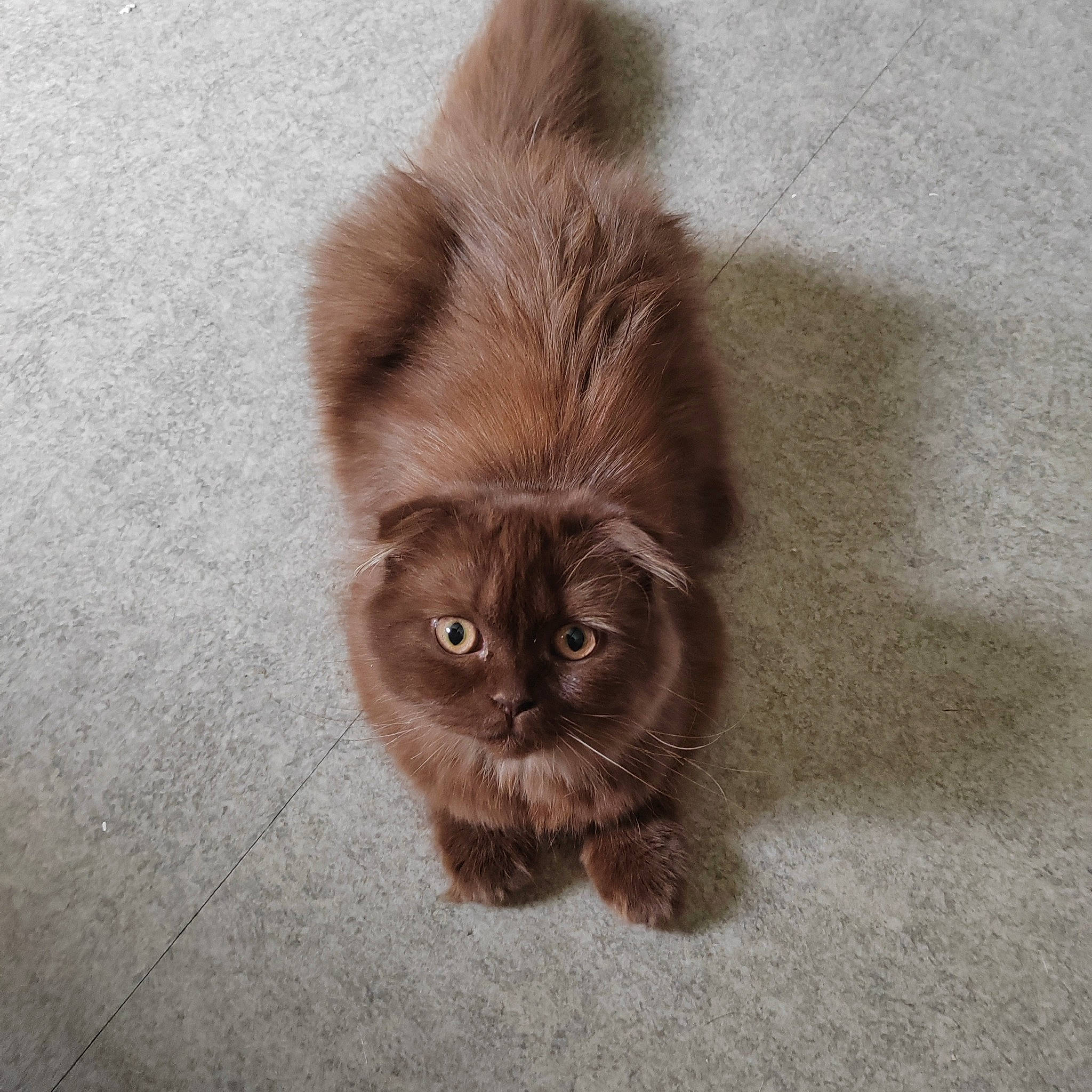 Uleen a rejoint le concours — aidez-le/la à gagner de superbes lots ! carnivore, cat, claw, companion_dog, eye, fawn, felidae, flooring, fur, hardwood, liver, paw, sitting, small_to_medium_sized_cats, snout, tail, terrestrial_animal, whiskers, wildlife, wood