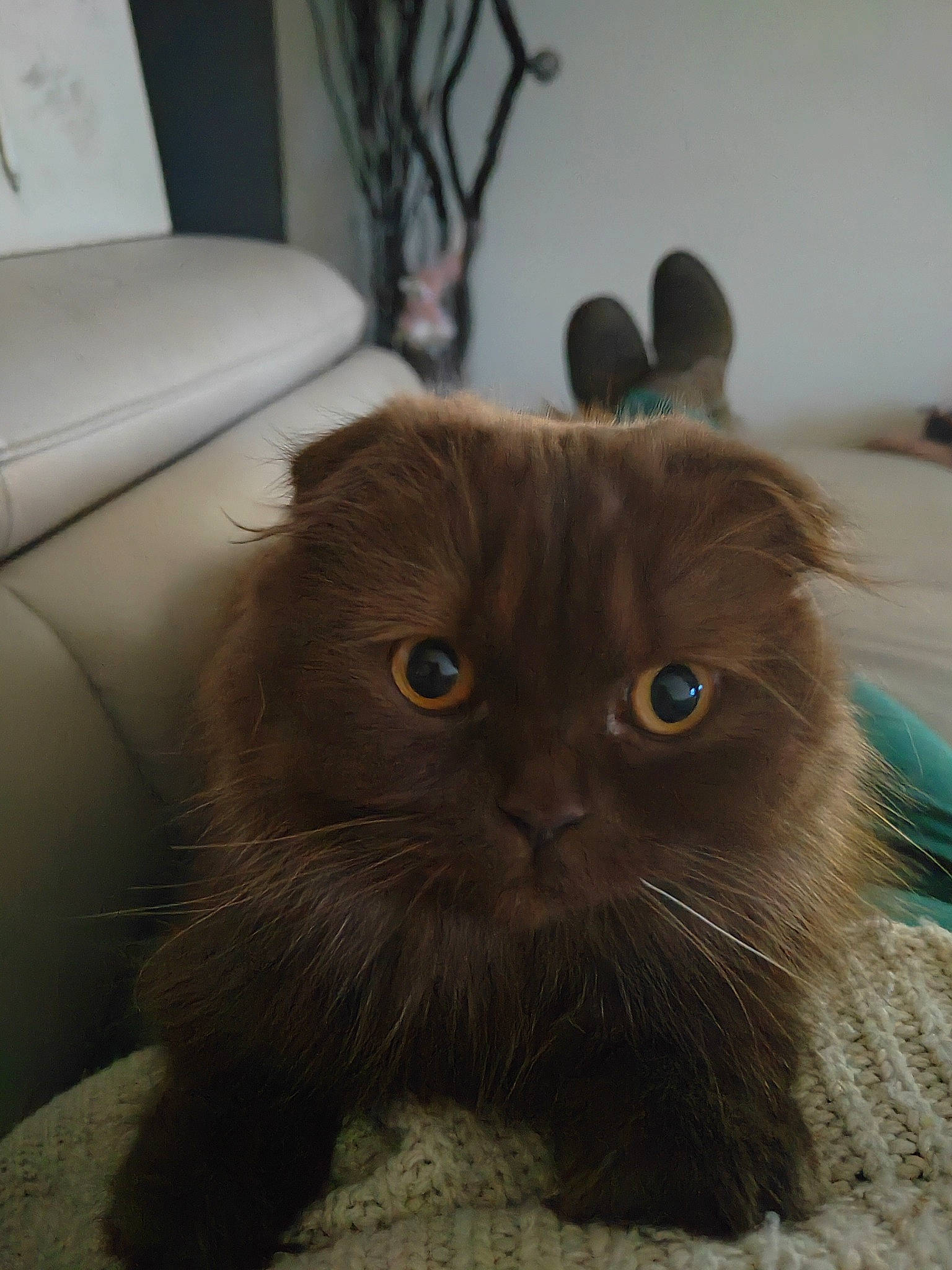 Uleen a rejoint le concours — aidez-le/la à gagner de superbes lots ! black_cat, carnivore, cat, comfort, fawn, felidae, fur, small_to_medium_sized_cats, snout, tail, terrestrial_animal, whiskers, working_animal