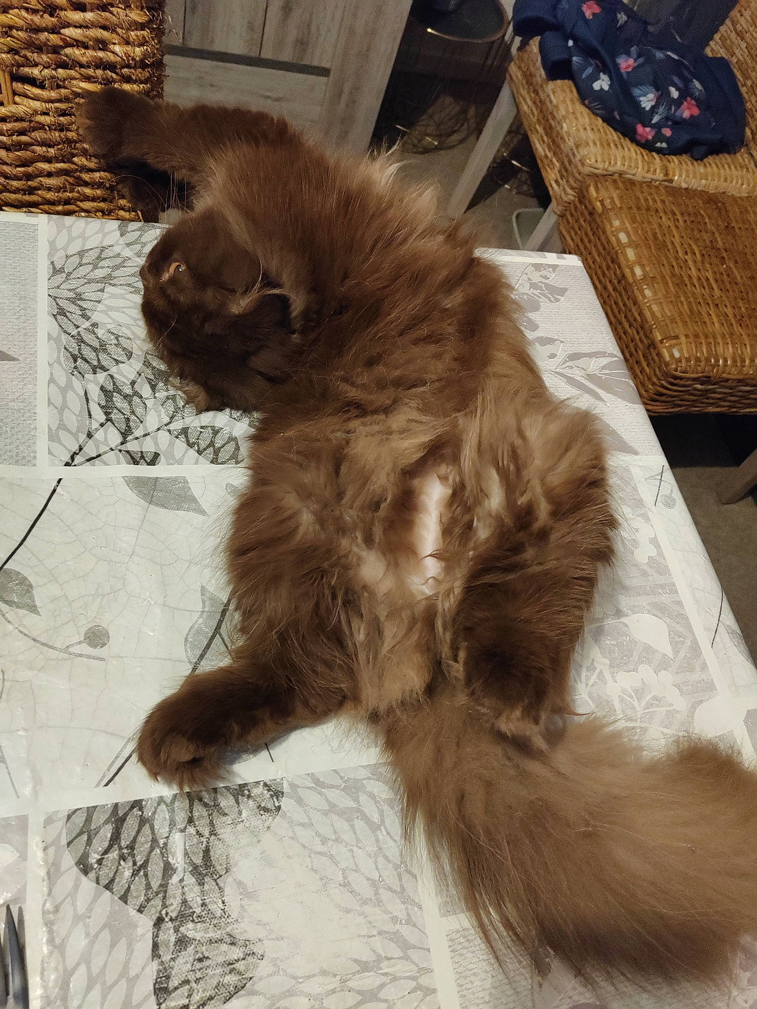 Uleen a rejoint le concours — aidez-le/la à gagner de superbes lots ! canidae, carnivore, cat, claw, companion_dog, dog_breed, fawn, felidae, flooring, fur, hardwood, liver, paw, small_to_medium_sized_cats, snout, sporting_group, tail, terrestrial_animal, whiskers, wood