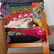 Shyva participe au concours pour gagner de l'argent avec cette photo : blanket, cat, chair, colorful, cozy, feline, floor, home, indoor, patterned, pet, plush_toy, quiet, relaxing, resting, scratching_post, sleeping, tabby, toy_mouse, wooden_frame