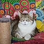Shyva a rejoint le concours — aidez-le/la à gagner de superbes lots ! animal, blanket, cat, colorful, cozy, cute, domestic, ears, feline, fur, home, indoor, pattern, pet, relaxed, resting, scratching_post, sitting, tabby, whiskers