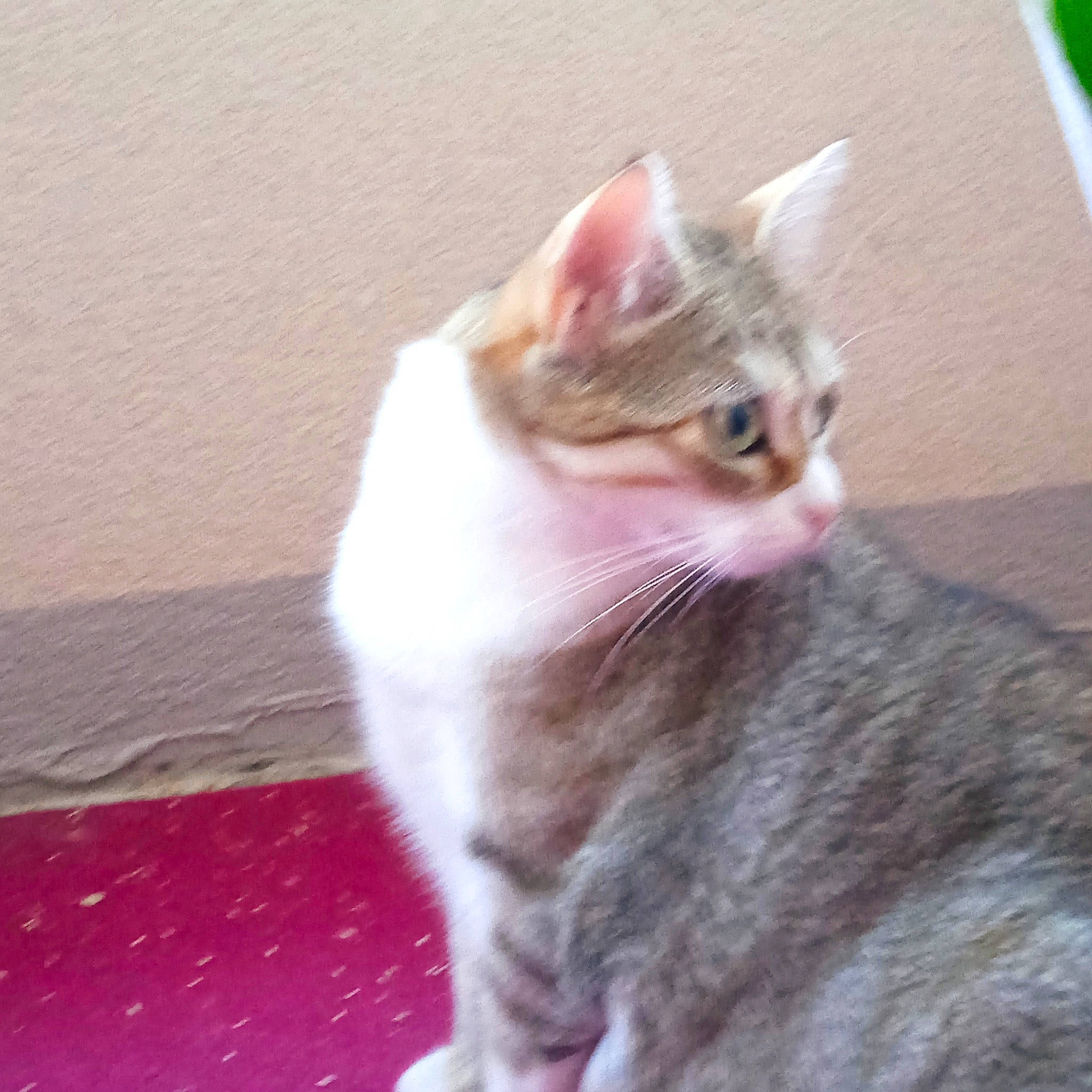 Shyva a rejoint le concours — aidez-le/la à gagner de superbes lots ! carnivore, cat, claw, domestic_short_haired_cat, eye, fawn, felidae, fur, paw, small_to_medium_sized_cats, tail, whiskers, window