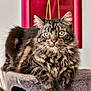 animal, cat, cat_tree, cute, domestic_cat, ears, fluffy, fur, furniture, green_eyes, house_pet, indoor, mammal, painting, pet, portrait, red_background, relaxed, tabby, whiskers