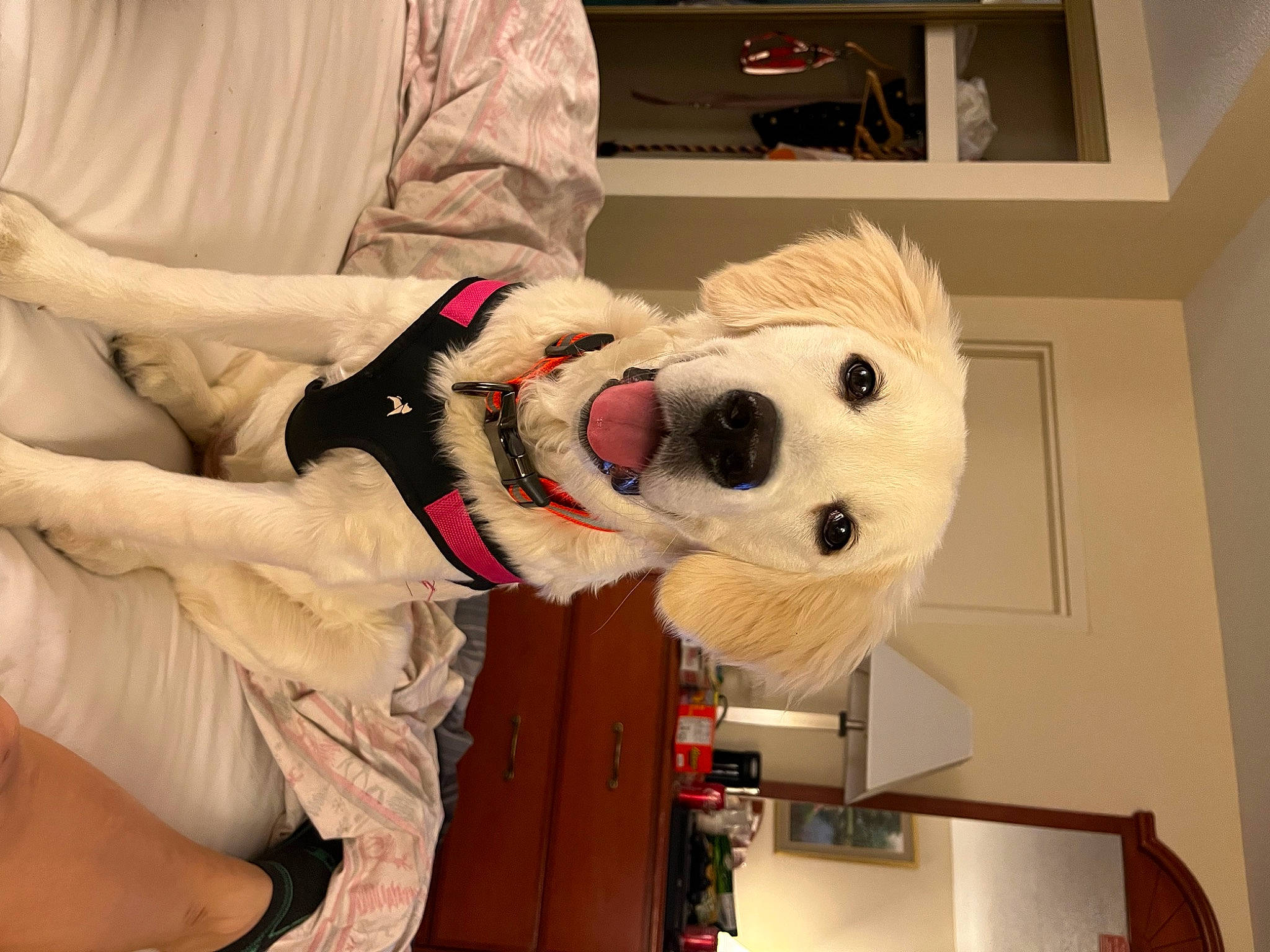 Brandy is registered to the contest to win money with this photo: canidae, carmine, child, companion_dog, costume, fun, fur, head, helmet, mascot, personal_protective_equipment, plush, room, stuffed_toy, toy, tree