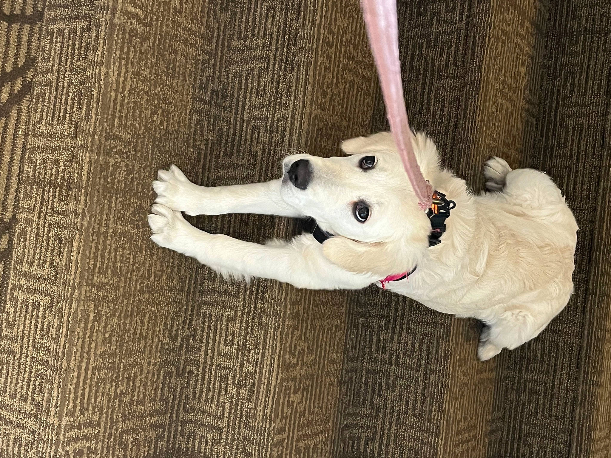 Brandy joined the competition — help win amazing prizes! ball, canidae, carmine, carnivore, companion_dog, dog_breed, fashion_accessory, fawn, flooring, football, hardwood, human_body, musical_instrument, plush, smile, stuffed_toy, tail, textile, toy, wood