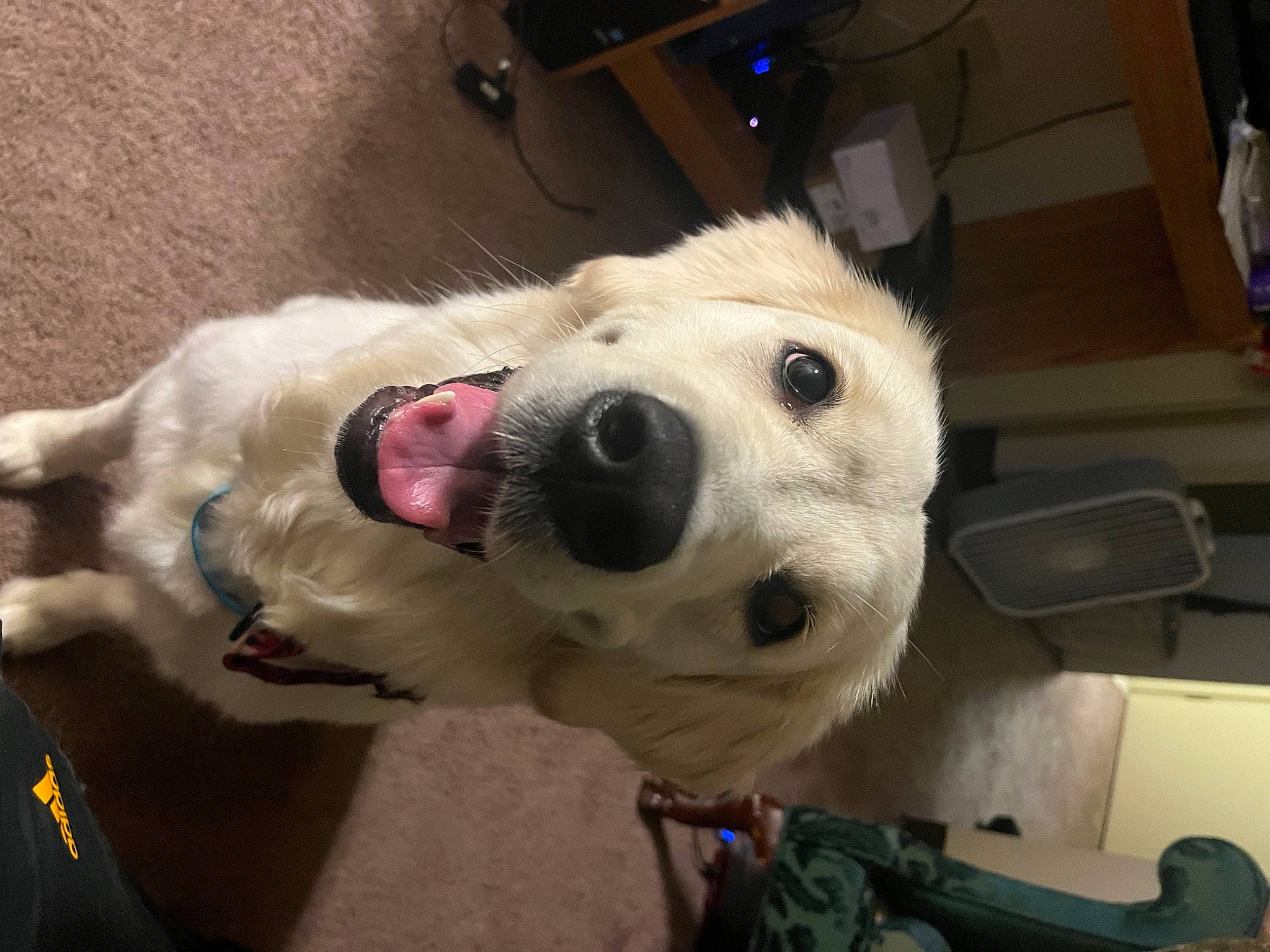 Brandy is registered to the contest to win money with this photo: canidae, carnivore, collar, companion_dog, dog, dog_breed, ear, fang, fawn, fur, giant_dog_breed, happy, jaw, non_sporting_group, selfie, smile, snout, sporting_group, whiskers, working_animal