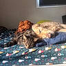 Skylar joined the competition — help win amazing prizes! dog, golden_retriever, cat, tabby_cat, bed, blanket, sleeping, napping, indoor, window, sunlight, animal, pet, cozy, snuggling, furry, resting, pile, domestic_animal, cute