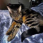 Skylar joined the competition — help win amazing prizes! tabby_cat, sleeping, pet, feline, striped_fur, fluffy_blanket, indoor, cozy, resting, soft_texture, animal, domestic_cat, relaxed, bedroom, furniture, window, natural_light, tail, paw, whiskers