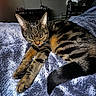 tabby_cat, sleeping, pet, feline, striped_fur, fluffy_blanket, indoor, cozy, resting, soft_texture, animal, domestic_cat, relaxed, bedroom, furniture, window, natural_light, tail, paw, whiskers