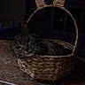 Skylar is registered to the contest to win money with this photo: cat, tabby_cat, basket, woven_basket, ears, whiskers, pet, indoor, countertop, feline, animal, resting, cozy, curious, dim_lighting, home, cute, domestic_animal, closeup, sleepy