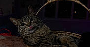 Skylar is registered to the contest to win money with this photo: cat, tabby_cat, basket, woven_basket, bunny_ears, tongue_out, indoor, pet, animal, feline, relaxed, cute, whiskers, ears, playful, dark_background, household, countertop, cozy, curious
