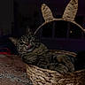 cat, tabby_cat, basket, woven_basket, bunny_ears, tongue_out, indoor, pet, animal, feline, relaxed, cute, whiskers, ears, playful, dark_background, household, countertop, cozy, curious