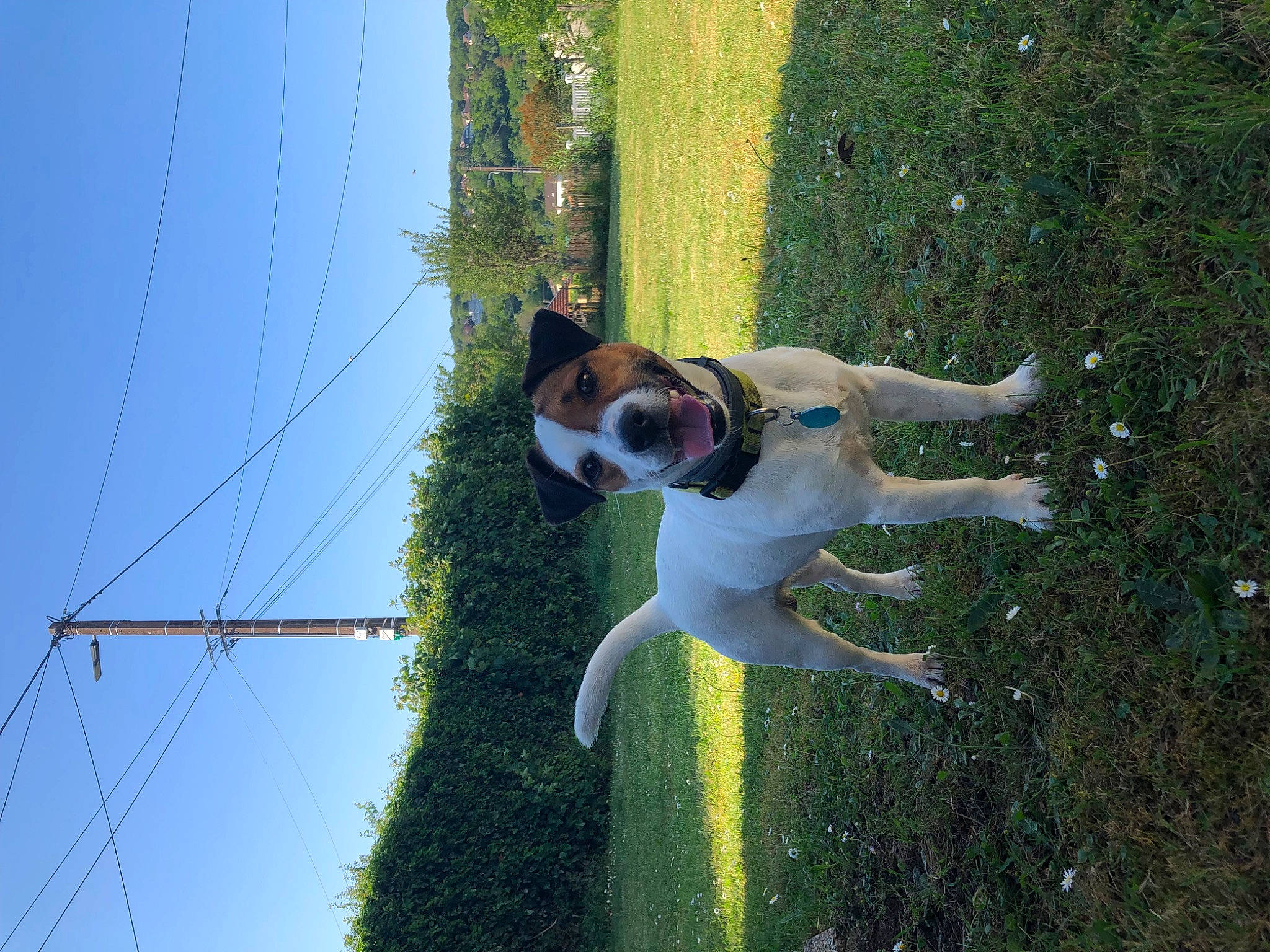 Roxy participe au concours pour gagner de l'argent avec cette photo : canidae, carnivore, collar, companion_dog, dog, dog_breed, dog_collar, dog_supply, fawn, grass, leash, line, overhead_power_line, pet_supply, plant, sky, sporting_group, tail, tree, water
