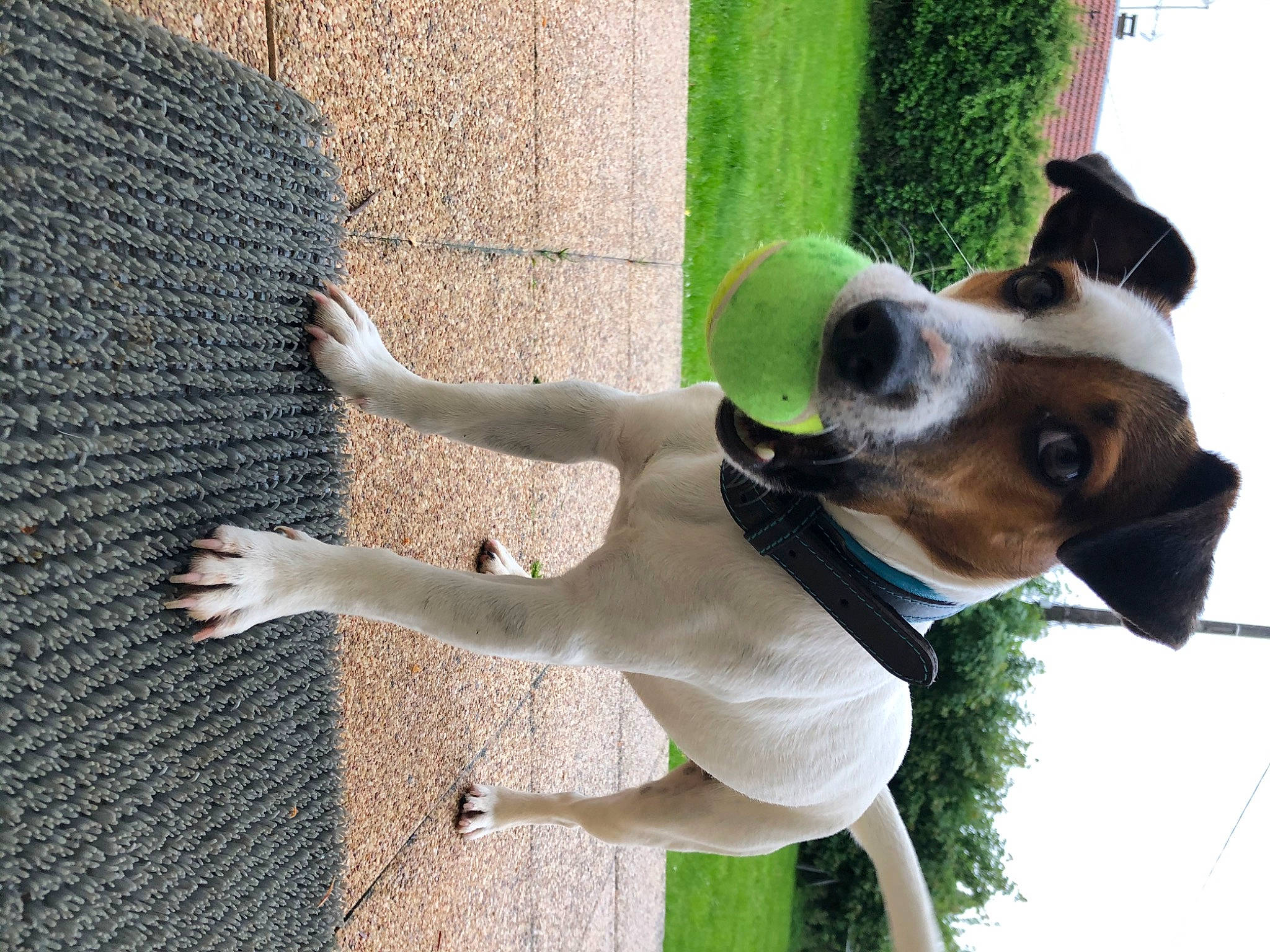 Roxy participe au concours pour gagner de l'argent avec cette photo : canidae, carnivore, collar, companion_dog, dog, dog_breed, dog_collar, dog_supply, eyewear, fawn, grass, leash, pet_supply, plant, snout, sporting_group, tail, whiskers, working_animal, working_dog