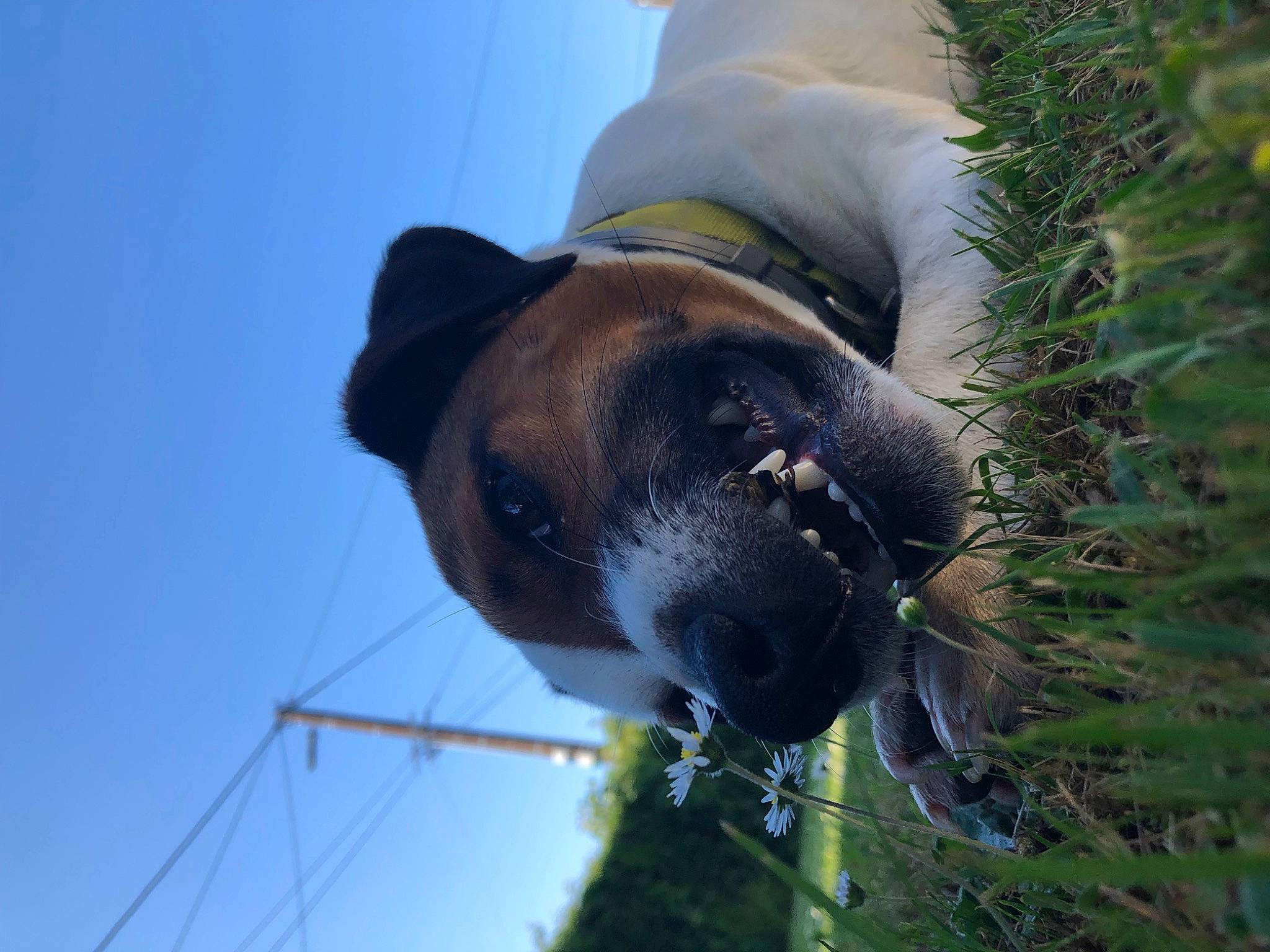 Roxy a rejoint le concours — aidez-le/la à gagner de superbes lots ! carnivore, collar, companion_dog, dog, dog_breed, dog_collar, fawn, fur, grass, pet_supply, plant, sky, snout, sporting_group, tail, terrestrial_animal, tree, whiskers, wildlife, working_animal