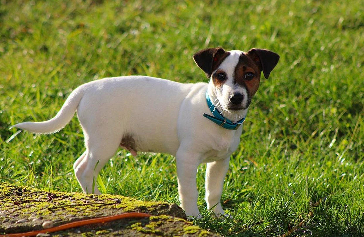 Roxy a rejoint le concours — aidez-le/la à gagner de superbes lots ! canidae, carnivore, chilean_fox_terrier, collar, companion_dog, dog, dog_breed, grass, hunting_dog, irishjacks, plant, puppy, small_terrier, sporting_group, tail, terrestrial_animal, terrier, whiskers, working_animal, working_terrier
