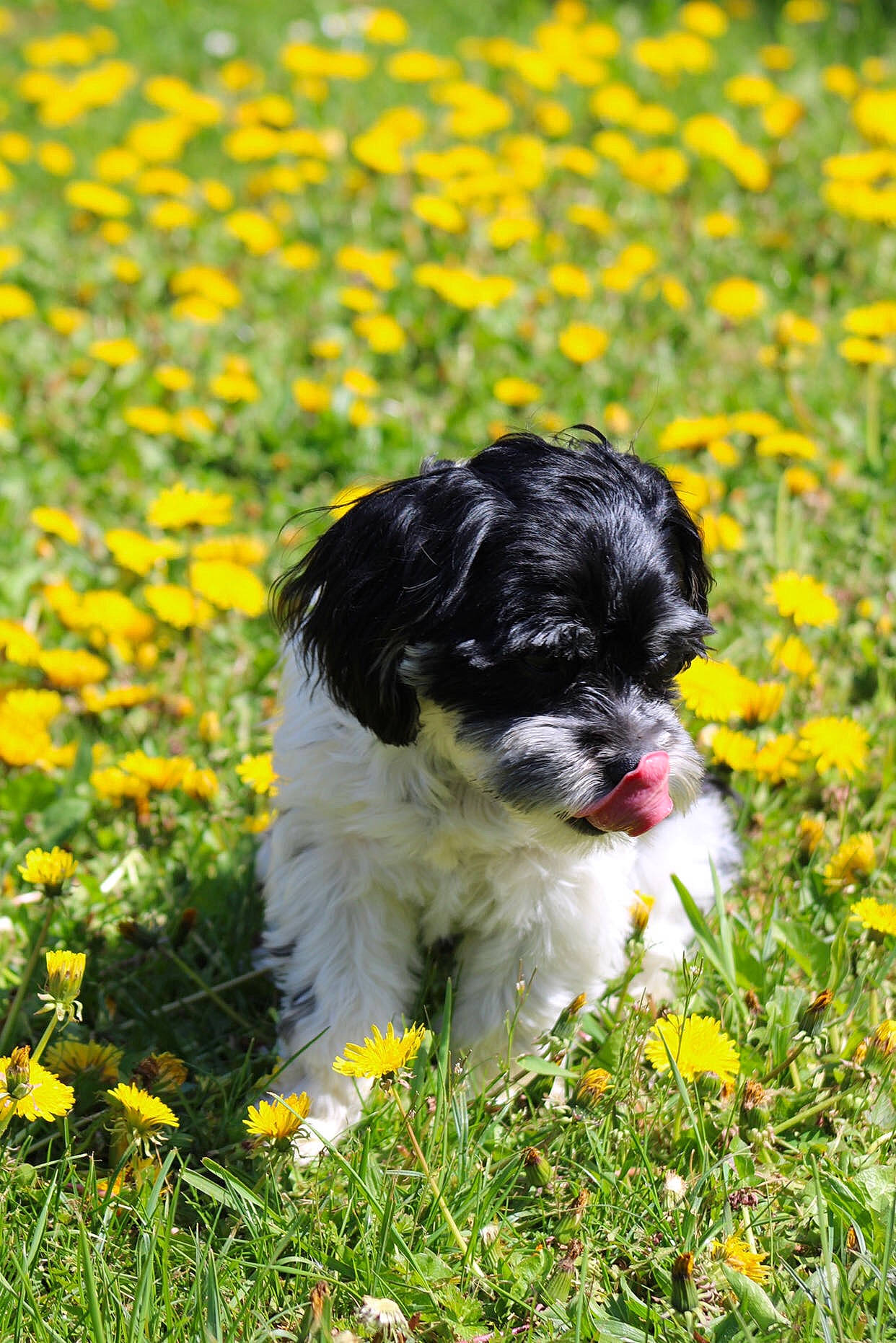 Saphyr a rejoint le concours — aidez-le/la à gagner de superbes lots ! annual_plant, canidae, carnivore, companion_dog, dog, dog_breed, field, flower, flowering_plant, grass, grassland, groundcover, herbaceous_plant, petal, plant, sporting_group, terrestrial_animal, toy_dog, water_dog, working_animal