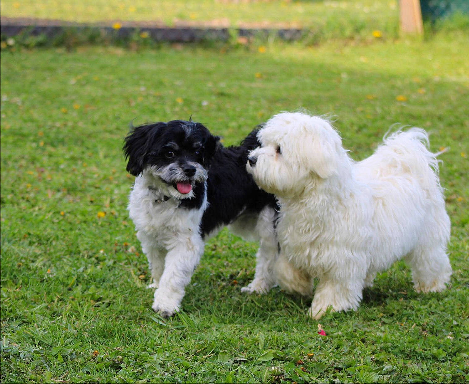 Saphyr participe au concours pour gagner de l'argent avec cette photo : canidae, carnivore, companion_dog, dog, dog_breed, grass, non_sporting_group, plant, puppy, sporting_group, working_animal, working_dog
