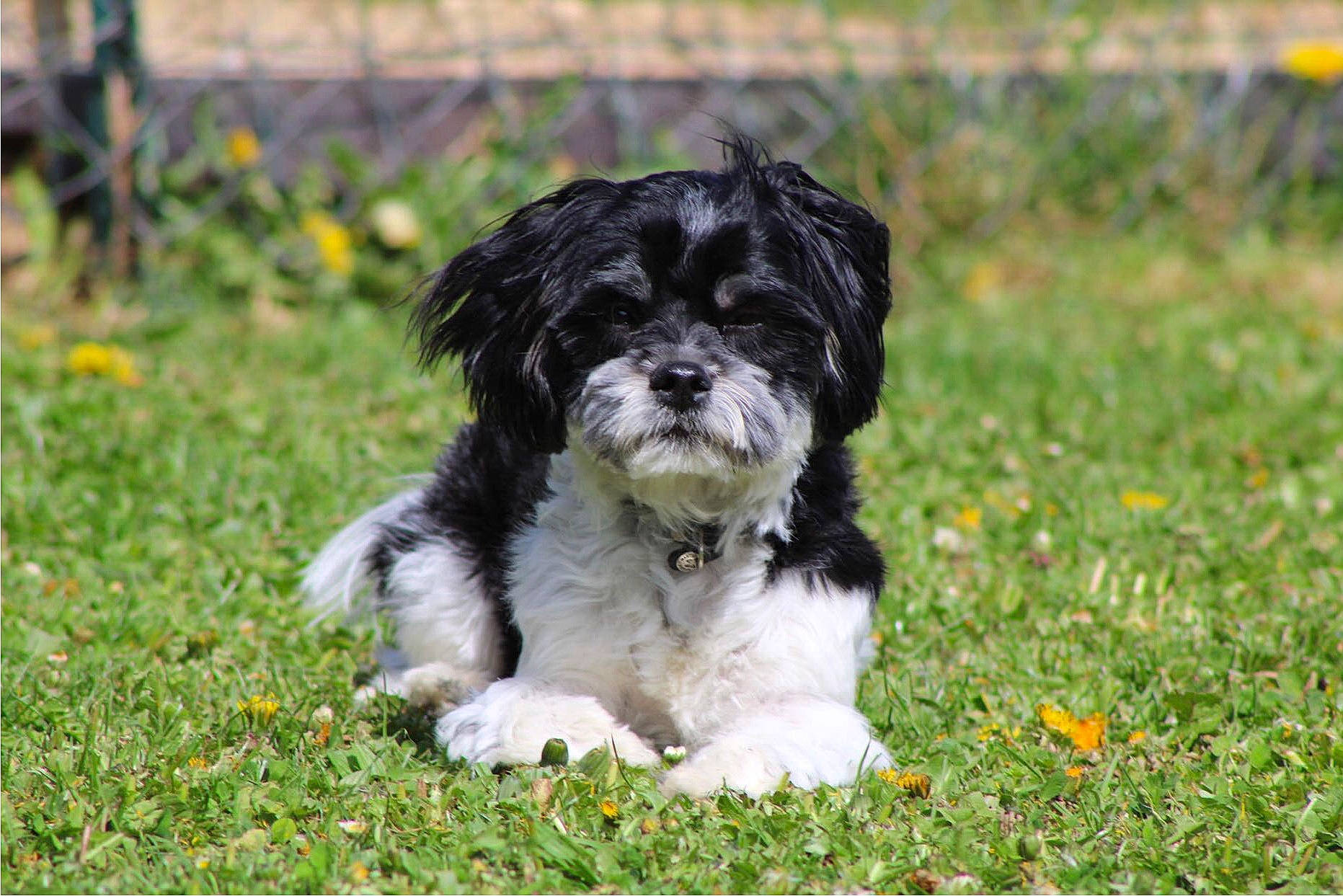 Saphyr participe au concours pour gagner de l'argent avec cette photo : carnivore, companion_dog, dog, dog_breed, grass, groundcover, liver, mal_shi, maltepoo, non_sporting_group, plant, recipe, shih_tzu, small_terrier, sporting_group, terrestrial_animal, terrier, toy_dog, water_dog, working_animal