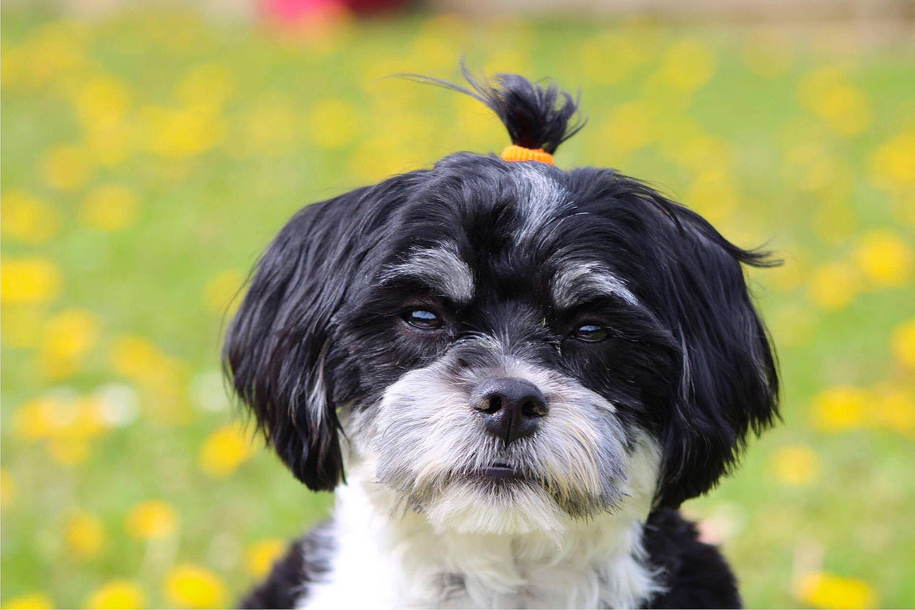 Saphyr participe au concours pour gagner de l'argent avec cette photo : canidae, carnivore, companion_dog, dog, dog_breed, grass, liver, maltepoo, non_sporting_group, plant, shih_poo, shih_tzu, small_terrier, snout, sporting_group, terrestrial_animal, terrier, toy_dog, water_dog, working_animal
