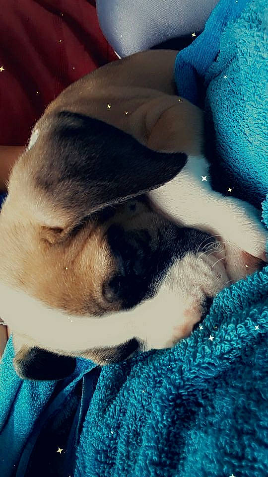 Boomer a rejoint le concours — aidez-le/la à gagner de superbes lots ! boston_terrier, canidae, carnivore, companion_dog, dog, dog_breed, ear, fawn, non_sporting_group, nose, puppy, puppy_love, snout