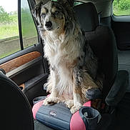 Nux joined the competition — help win amazing prizes! animal, animal_portrait, black_seat, booster_seat, calm, canine, car_interior, dog, fur, indoor, nature_outside, pet, seat, seatbelt, side_window, sitting, transportation, vehicle, window, wood_trim