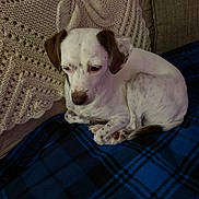 Buddy is registered to the contest to win money with this photo: animal, beagle, blanket, bulldog, canine, chair, chihuahua, couch, cushion, dog, furniture, homedecor, hound, labradorretriever, linen, pet, pointer, puppy, quilt, tartan