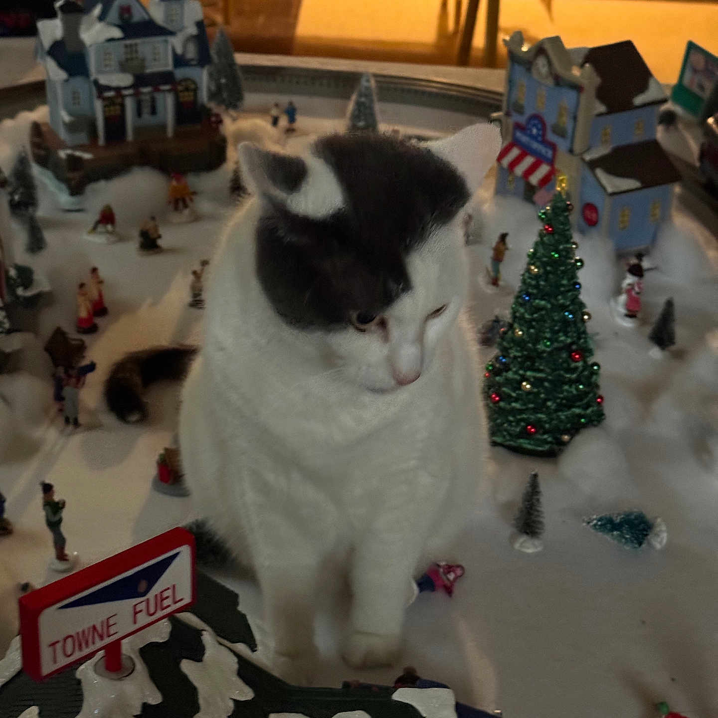 Holly is registered to the contest to win money with this photo: cat, miniature_village, winter_scene, toy_houses, christmas_tree, figurines, indoor, decorations, white_cat, black_and_white_cat, snow_effect, tabletop, holiday, cozy, pet, curious, small_toys, lighting, scene, background