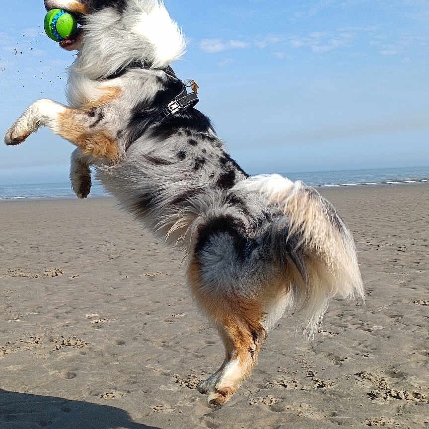 Vaïko a rejoint le concours — aidez-le/la à gagner de superbes lots ! dog, beach, sand, ball, jumping, playful, outdoor, sky, animal, pet, fur, active, fetch, canine, daytime, nature, leaping, happy, summer, water