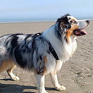 Vaïko participe au concours pour gagner de l'argent avec cette photo : animal, australian_shepherd, beach, blue_sky, canine, daytime, dog, fur, happy, harness, nature, outdoor, pet, profile, sand, sea, sky, standing, sunlight, tongue_out