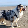 animal, australian_shepherd, beach, blue_sky, canine, daytime, dog, fur, happy, harness, nature, outdoor, pet, profile, sand, sea, sky, standing, sunlight, tongue_out