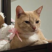 Emi is registered to the contest to win money with this photo: cat, beige_cat, pink_ribbon, ceramic_dog, figurine, indoor, pet, animal, closeup, face, ears, whiskers, furniture, decor, resting, mammal, cute, portrait, domestic_cat, looking_away