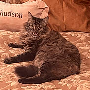 Molly joined the competition — help win amazing prizes! cat, tabby, fluffy, pet, animal, bed, bedding, pillow, indoor, resting, fur, domestic_cat, cute, relaxed, cozy, patterned, brown, orange, soft, looking