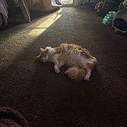 Milo joined the competition — help win amazing prizes! cat, orange_and_white, fluffy, longhaired, pet, sleeping, lying_down, relaxed, carpet, indoors, living_room, sunlight, sunbeam, window, curtains, furniture, cat_toy, cozy, home, portrait