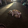 cat, orange_and_white, fluffy, longhaired, pet, sleeping, lying_down, relaxed, carpet, indoors, living_room, sunlight, sunbeam, window, curtains, furniture, cat_toy, cozy, home, portrait