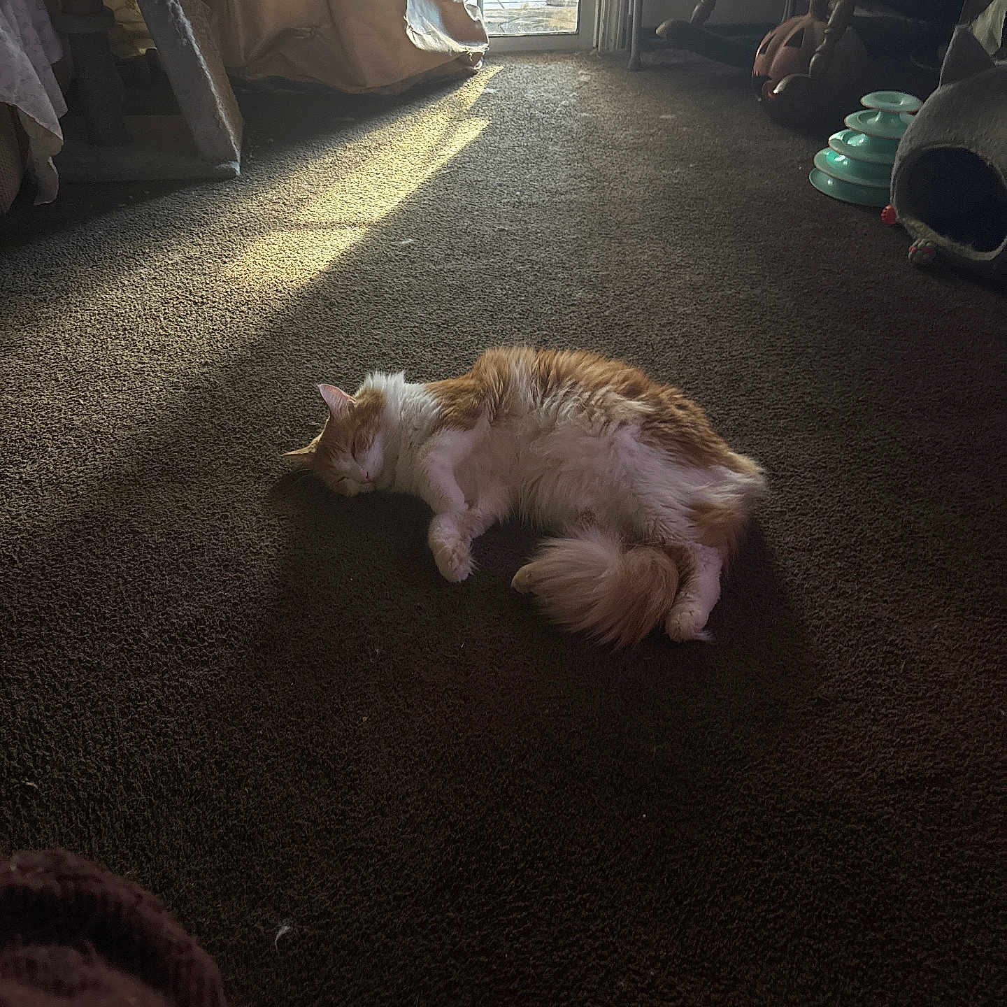 Milo joined the competition — help win amazing prizes! cat, orange_and_white, fluffy, longhaired, pet, sleeping, lying_down, relaxed, carpet, indoors, living_room, sunlight, sunbeam, window, curtains, furniture, cat_toy, cozy, home, portrait