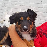 Louna participe au concours pour gagner de l'argent avec cette photo : puppy, dog, tricolor, white_dog, pet, animal, cute, furry, ears, face, snout, person, arm, red_shirt, brick_wall, outdoor, companionship, cuddle, close_up, friendly