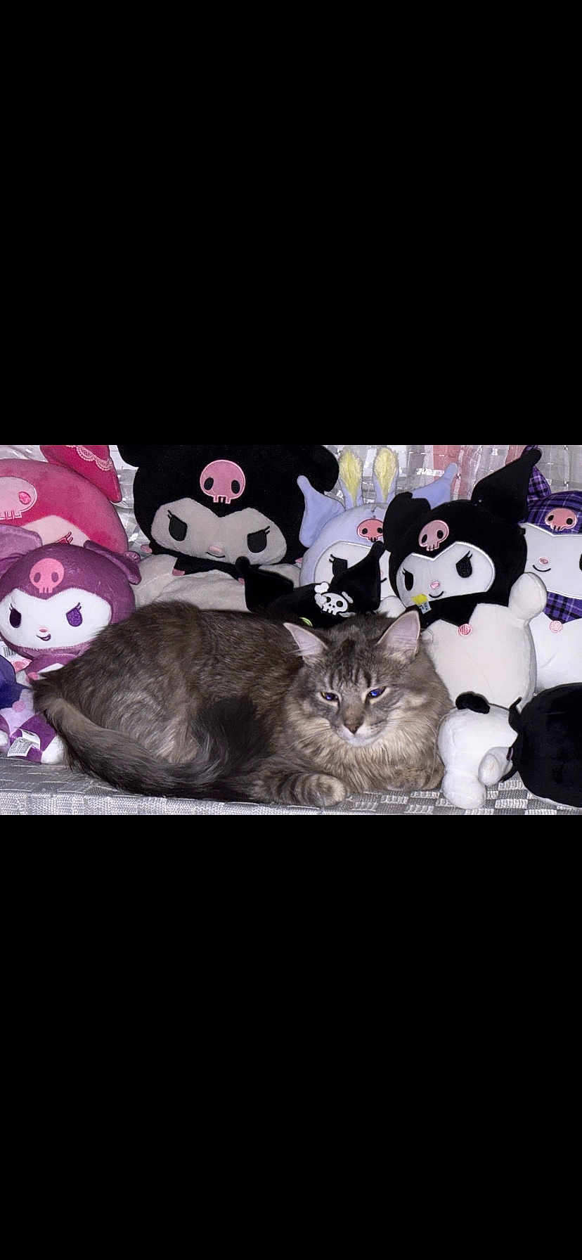 Binx is registered to the contest to win money with this photo: cat, tabby, longhair, plush_toy, stuffed_animal, skull_motif, cute, cute_plush, kuromi, sanrio_style, collection, cozy, resting, fur, whiskers, eyes, indoor, shelf, pet, portrait