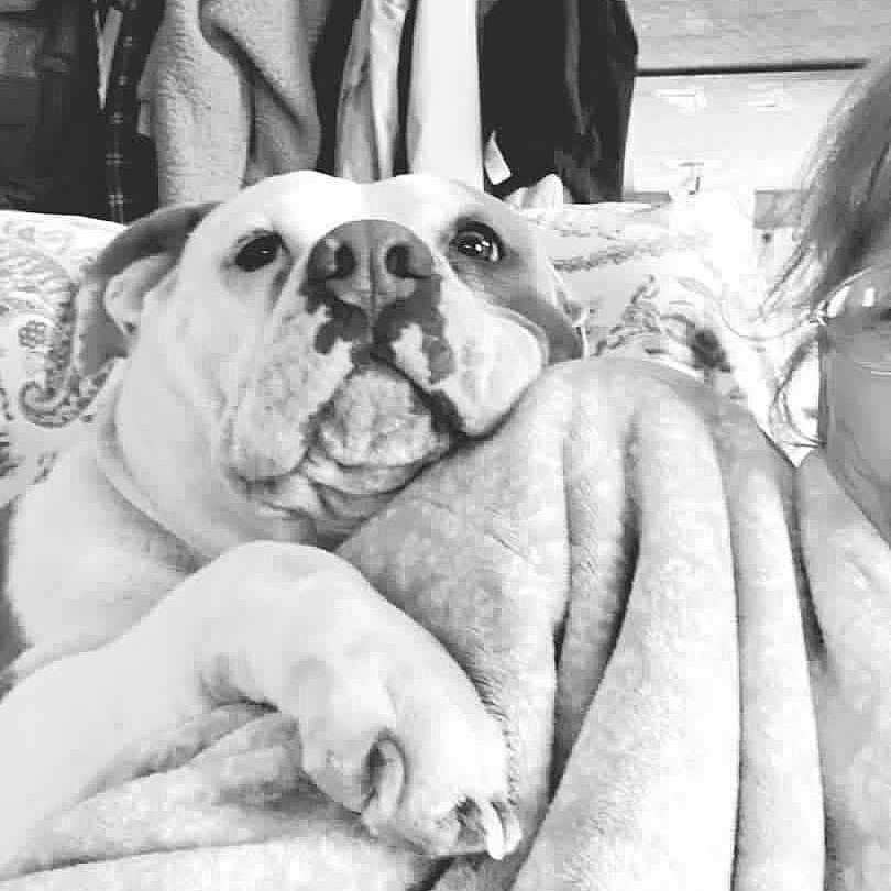 Kiki is registered to the contest to win money with this photo: bulldog, dog, pet, animal, wrinkles, white_dog, black_and_white, portrait, close_up, indoors, bed, blanket, bedding, relaxed, sleepy, lying_down, paws, snout, floppy_ears, home
