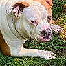 Kiki is registered to the contest to win money with this photo: dog, pet, animal, outdoor, grass, garden, wooden_box, greenery, white_fur, brown_patches, lying_down, resting, close_up, portrait, floppy_ears, pink_nose, face, paws, sunlight, smartphone_screenshot
